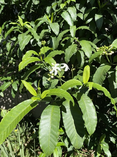 forest toad-tree