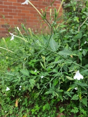 Rhinacanthus gracilis