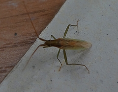 Stenodemini