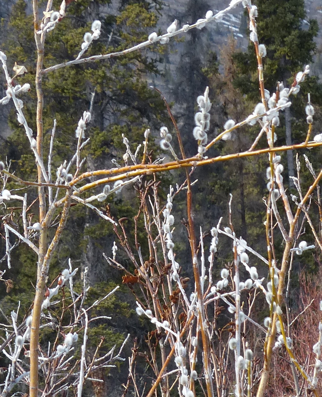 Salix alaxensis var. longistylis