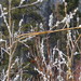 Salix alaxensis longistylis - Photo (c) jozien, algunos derechos reservados (CC BY-NC), subido por jozien
