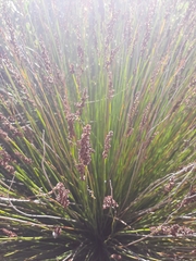 Elegia tectorum