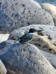 Chloroceryle americana