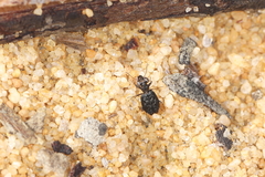 Scopodes