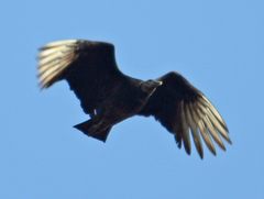 Coragyps atratus