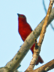 Piranga rubra