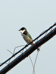 Tachycineta albilinea