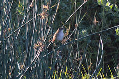 Bradypterus baboecala