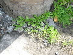 Matricaria discoidea