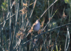 Bradypterus baboecala