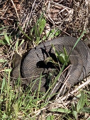 Nerodia sipedon sipedon