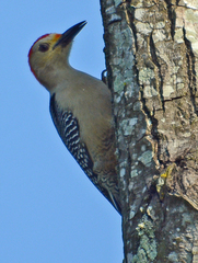 Melanerpes aurifrons