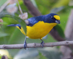 Euphonia hirundinacea
