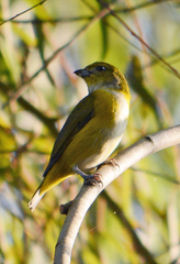 Euphonia hirundinacea