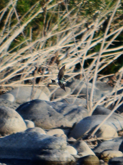 Tachycineta albilinea