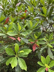 Machilus thunbergii