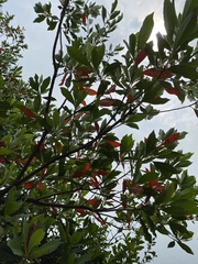Machilus thunbergii
