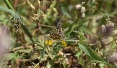 Spialia