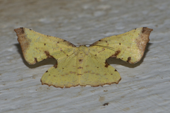 Corymica