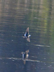 Tachycineta albilinea