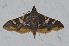 Prophantis