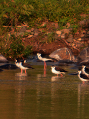 Himantopus mexicanus