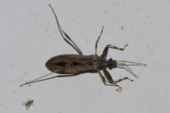 Oncocephalus impudicus