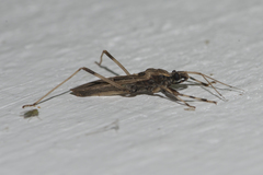 Oncocephalus impudicus