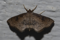 Protonoceras