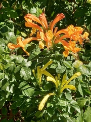 Tecomaria capensis