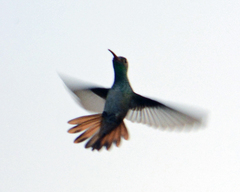 Amazilia yucatanensis