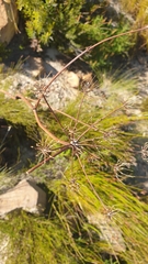 Notobubon galbanum