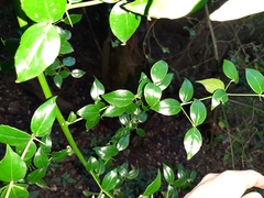 Cassinopsis ilicifolia