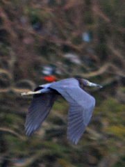 Egretta caerulea