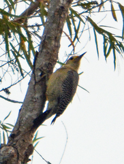 Melanerpes aurifrons