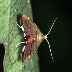 Stemmatophora flavicaput
