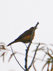 Turdus grayi