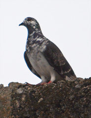 Columba livia