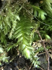 Plagiothecium nemorale