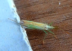 Stenodemini