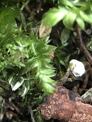 Plagiothecium nemorale