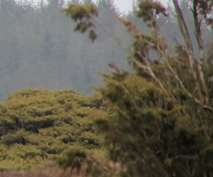 Turdus torquatus