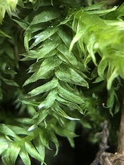 Plagiothecium nemorale