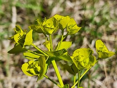 Euphorbia iberica