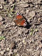 Aglais io