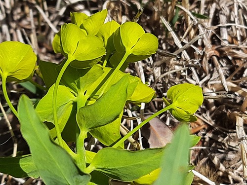 Euphorbia iberica
