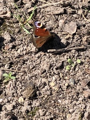 Aglais io