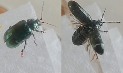 Chrysomelidae
