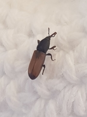 Mesites pallidipennis