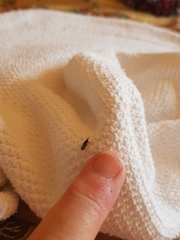 Mesites pallidipennis